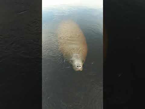 Davis Boat Ramp (Lee County North, Caloosahatchee River)